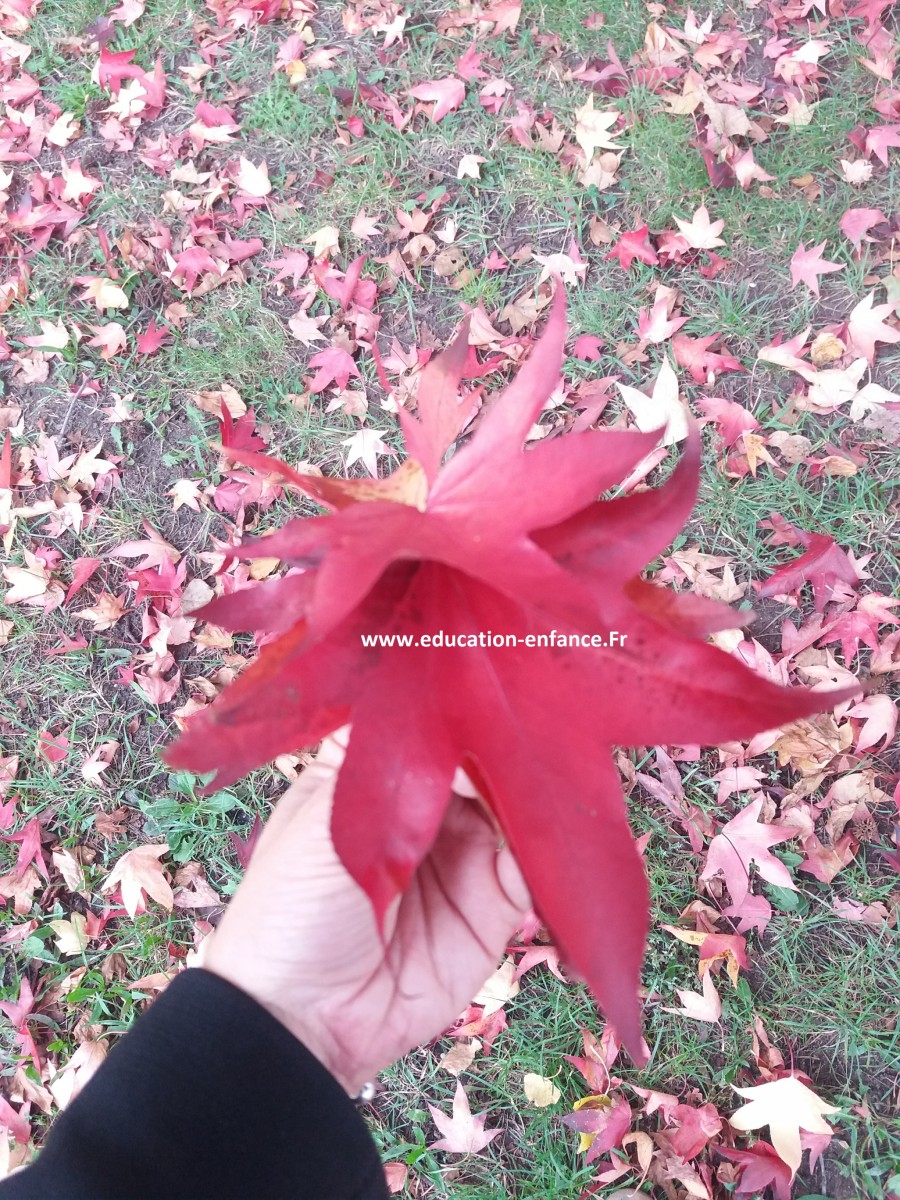 Bouquet de feuilles d’automne