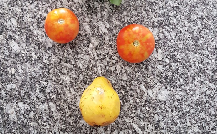 Food art pour les enfants, idée d’activité semaine du goût