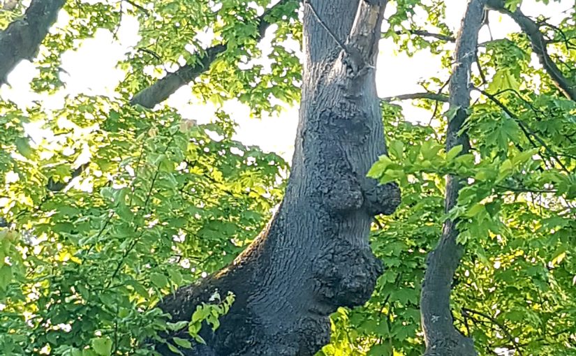 activité d’extérieur pour les enfants:Trouver le visage caché dans l’arbre