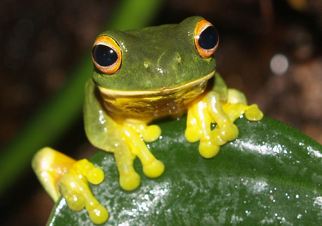 Méditer avec les enfants: Calme et attentif comme une grenouille