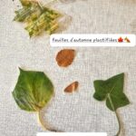 Activité découpage de feuilles d'automne pour les enfants (Dès 2 ans et demi)